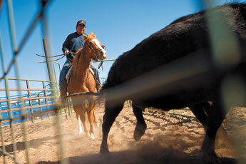 Wydell Billie chases a calf into a pen during a cattle roundup. The cowboys at the Padres Mesa Ranch were separating the animals to be weaned from their mothers. © 2011 Gallup Independent / Brian Leddy 